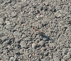 Trimerotropis fontana