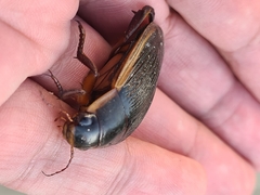 Dytiscus dimidiatus