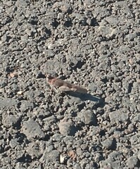 Trimerotropis fontana