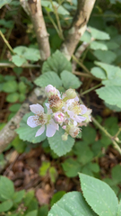 Rubus armeniacus