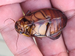 Dytiscus dimidiatus