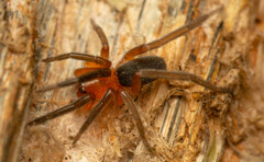 Rhaeboctesis
