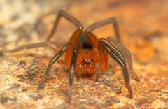 Rhaeboctesis