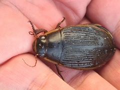 Dytiscus dimidiatus