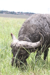 Syncerus caffer caffer