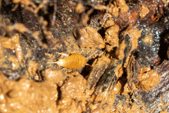 Atelurinae