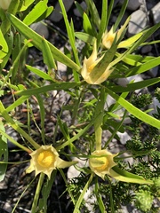 Leucadendron eucalyptifolium