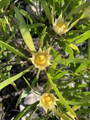 Leucadendron eucalyptifolium