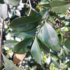 Eugenia involucrata