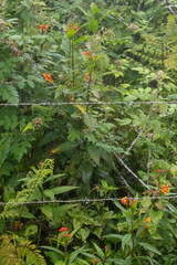Asclepias curassavica