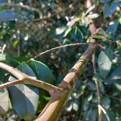 Eugenia involucrata