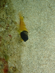 Enneapterygius hsiojenae