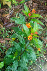 Asclepias curassavica