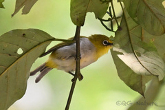 Zosterops palpebrosus