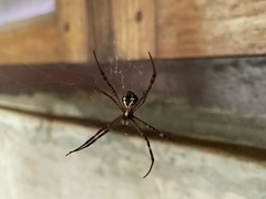 Argiope anasuja