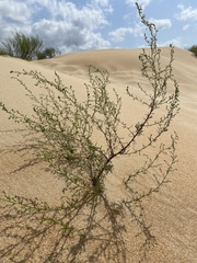 Artemisia arenaria