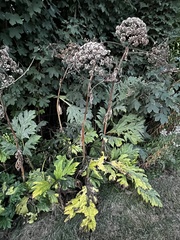 Heracleum mantegazzianum