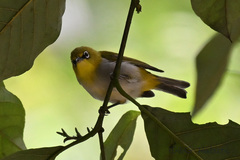 Zosterops palpebrosus