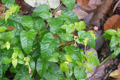 Mirabilis jalapa