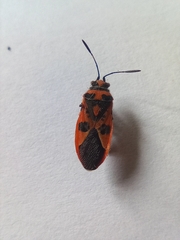 Corizus hyoscyami
