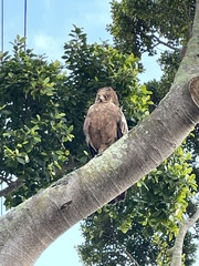 Polyboroides typus