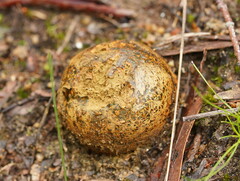 Pisolithus