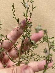 Artemisia arenaria
