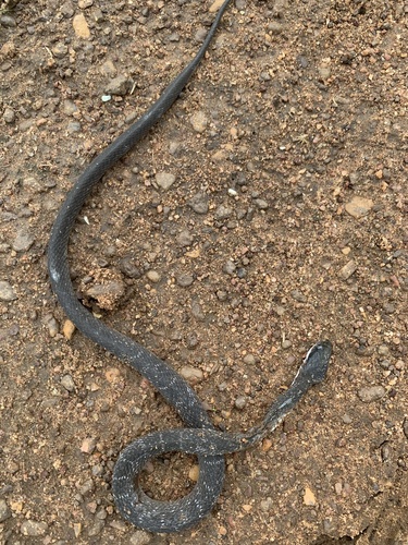 Red-lipped Snake