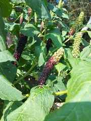 Phytolacca acinosa
