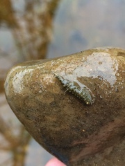 Gammarus