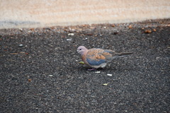 Streptopelia senegalensis