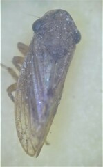 Anoscopus