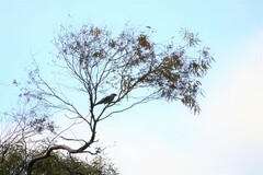 Anthochaera carunculata