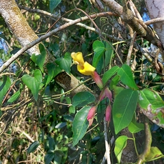 Dolichandra cynanchoides