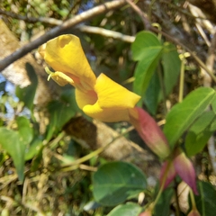 Dolichandra cynanchoides