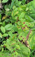 Streptopus amplexifolius