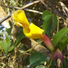 Dolichandra cynanchoides