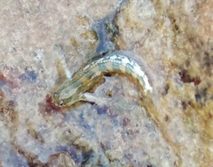 Coryphoblennius galerita