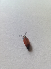 Anthocomus rufus