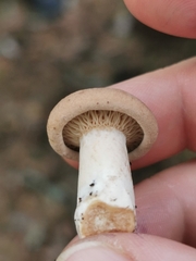 Lactarius helvus