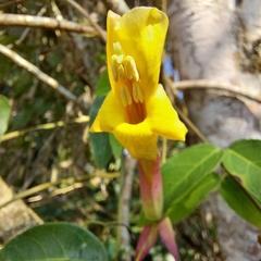 Dolichandra cynanchoides