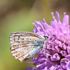 Polyommatus coridon