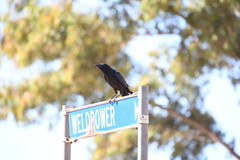 Corvus bennetti