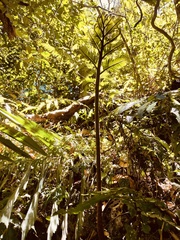Angiopteris lygodiifolia