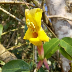 Dolichandra cynanchoides