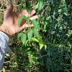 Dolichandra cynanchoides