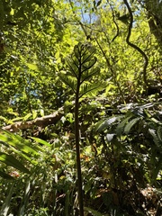 Angiopteris lygodiifolia