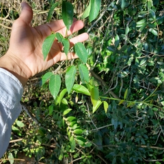 Dolichandra cynanchoides