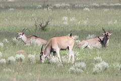 Tragelaphus oryx oryx