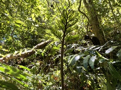 Angiopteris lygodiifolia